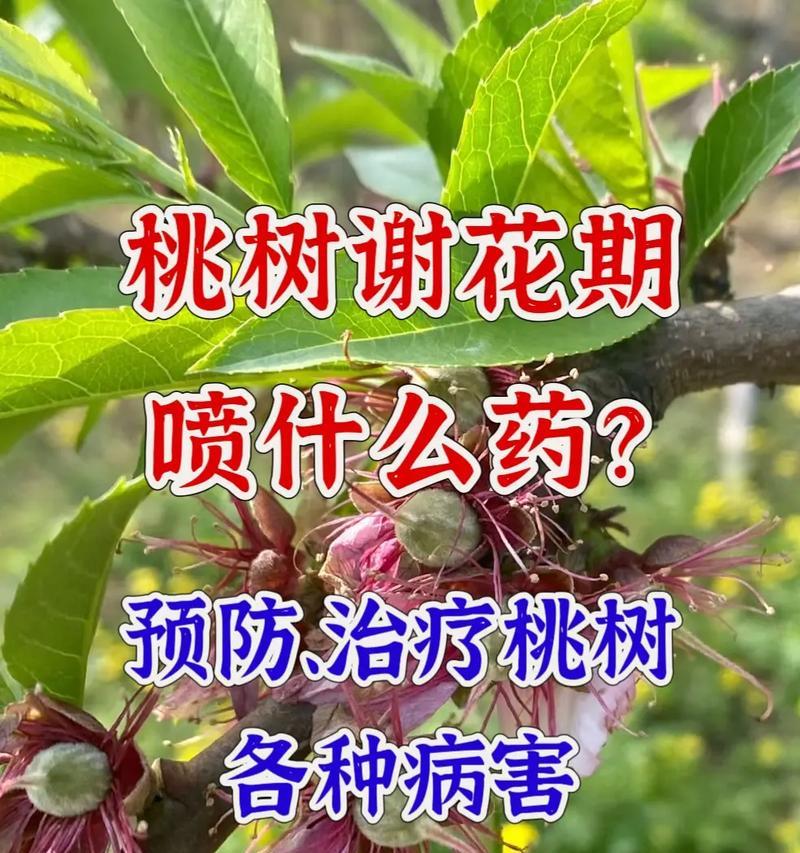 防治桃树病虫害的有效技术（预防方法详解，让你的桃树健康成长）