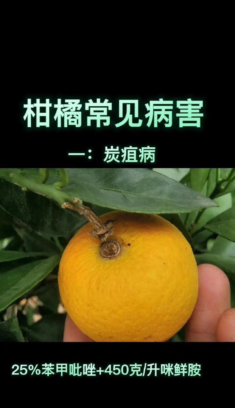 柑橘炭疽病的预防与治疗