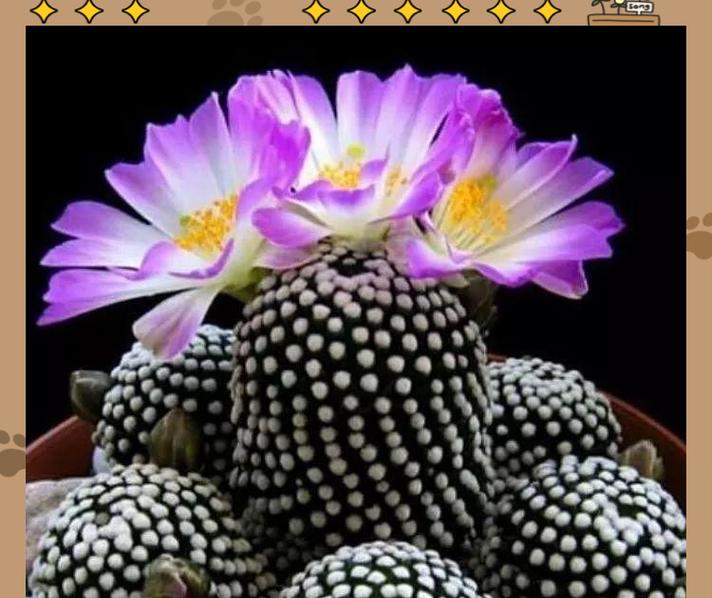 如何种植仙人球（栽种时间、栽种方法、养护技巧）
