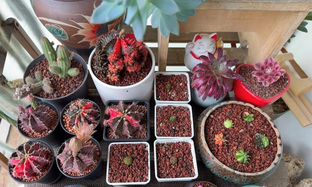 如何种植仙人球（栽种时间、栽种方法、养护技巧）