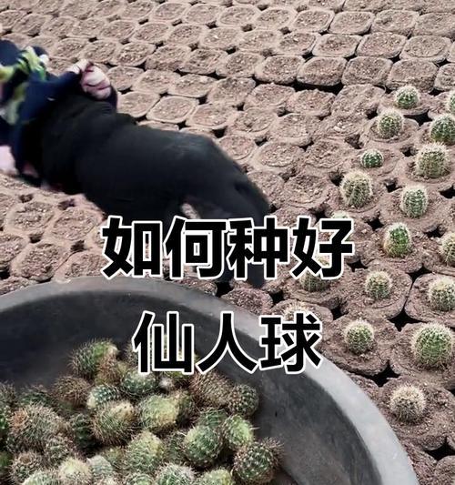 如何种植仙人球（栽种时间、栽种方法、养护技巧）