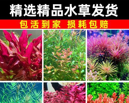 水草是什么植物？——探究淡水和海水中的生态角色（深入了解水草的多样性和生态功能，揭示其在生态系统中的重要性）