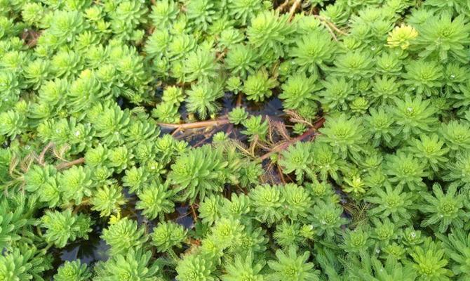 水草是什么植物？——探究淡水和海水中的生态角色（深入了解水草的多样性和生态功能，揭示其在生态系统中的重要性）
