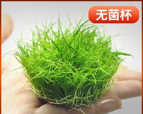 水草是什么植物？——探究淡水和海水中的生态角色（深入了解水草的多样性和生态功能，揭示其在生态系统中的重要性）