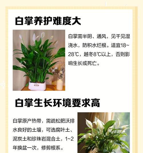 如何处理白掌太密？（教你有效疏解白掌过密的苗木）