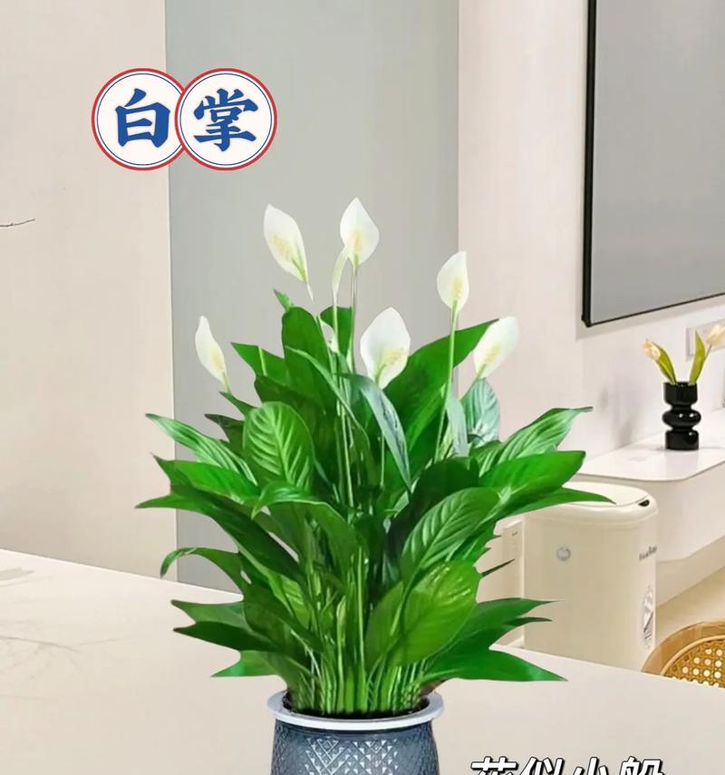 白掌花的养殖方法（全面详解白掌花的生长环境、土壤、浇水及施肥等关键问题）