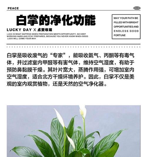白掌花的养殖方法（全面详解白掌花的生长环境、土壤、浇水及施肥等关键问题）