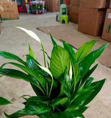 白掌花的养殖方法（全面详解白掌花的生长环境、土壤、浇水及施肥等关键问题）