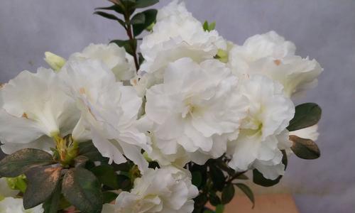 杜鹃花的开花周期（了解杜鹃花的开花规律，做好花期护理）