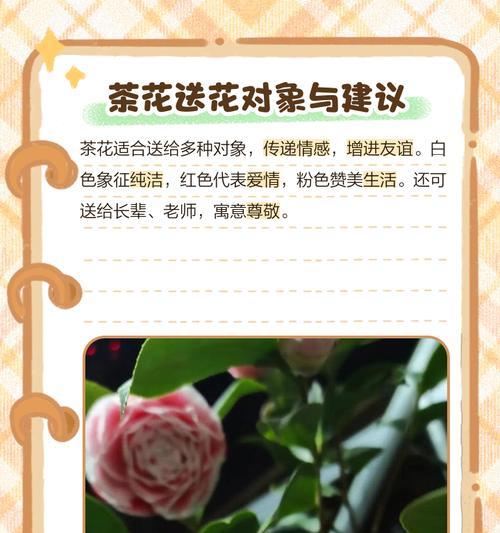 山茶花的花语（探寻不同颜色山茶花的意义）