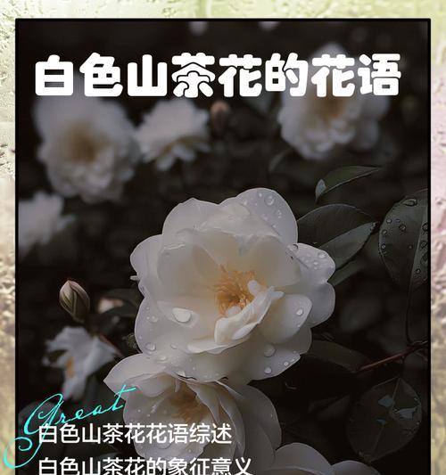 山茶花的花语（探寻不同颜色山茶花的意义）