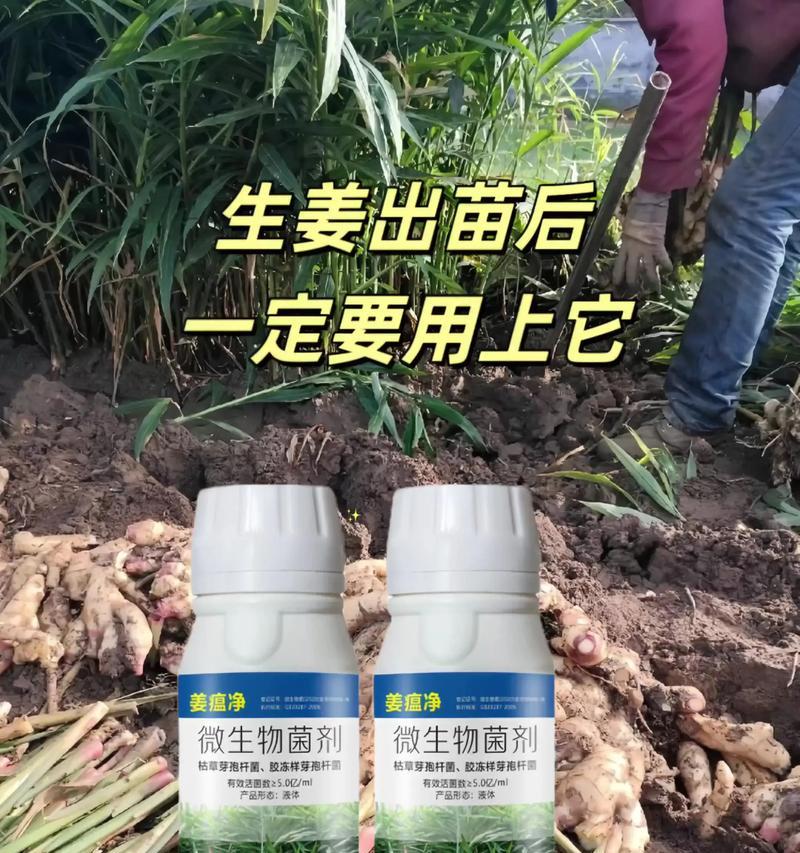 南方生姜种植时间和方法详解