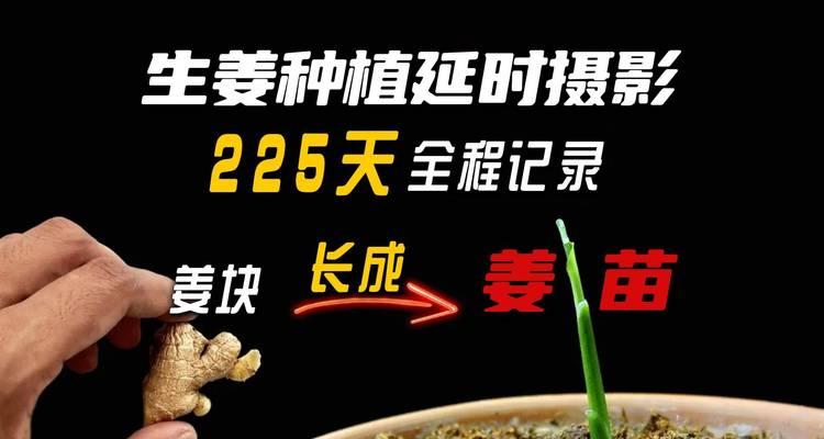南方生姜种植时间和方法详解