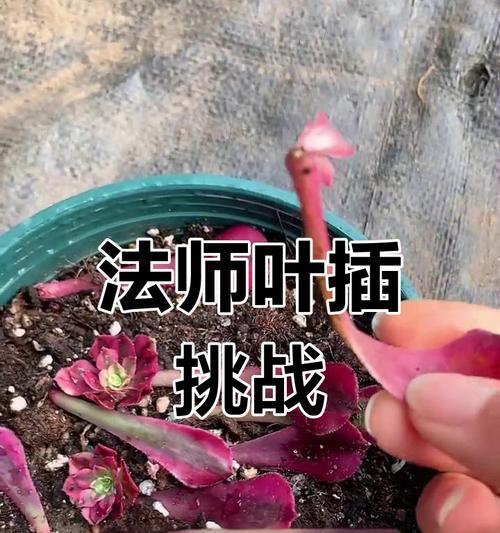 法师叶插多久发芽？（探究法师叶插如何让它快速发芽）