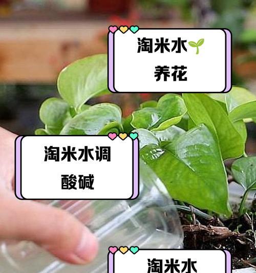 大蒜水可以浇花吗？解析大蒜水的神奇用途（大蒜水是有机浇水的好选择，让花草更健康茁壮）