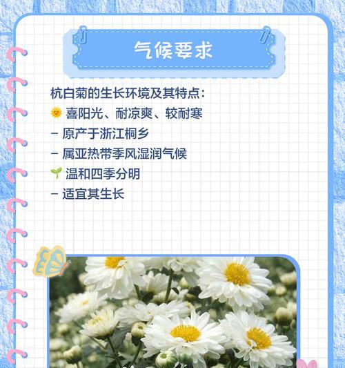白菊怎么养殖？——从选择基质到营养管理，学习养殖技巧（养殖白菊不再难！轻松掌握正确的养护方法，让您的花儿茁壮成长）