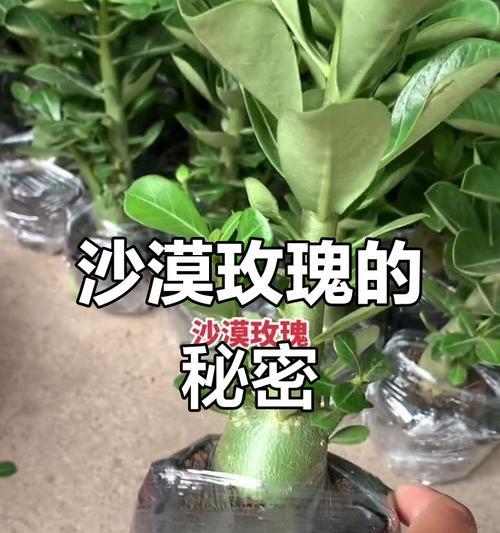 沙漠玫瑰水浇多了怎么办？（解决沙漠玫瑰水浇多的几种方法）