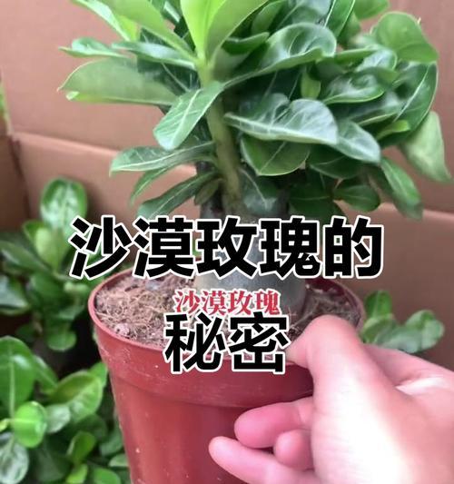 沙漠玫瑰水浇多了怎么办？（解决沙漠玫瑰水浇多的几种方法）