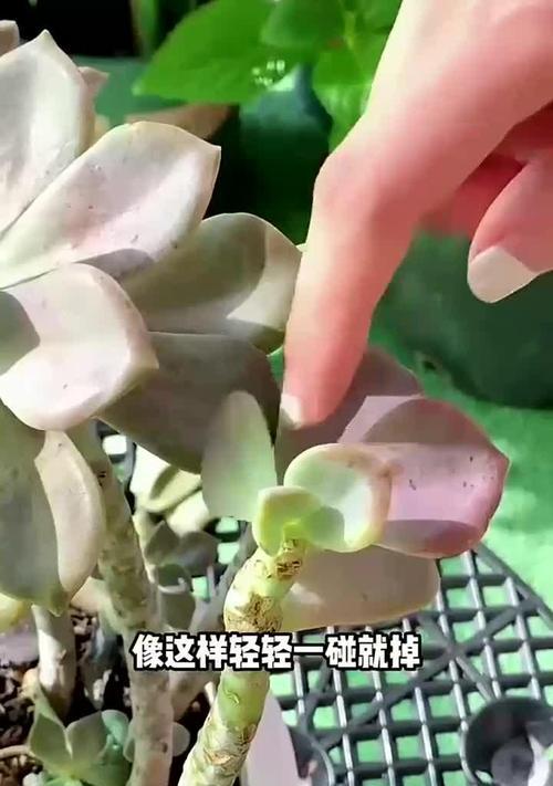 夏季多肉掉叶子的原因及解决方法（多肉爱好者必看！夏季多肉掉叶子怎么办？夏季养护必知！）