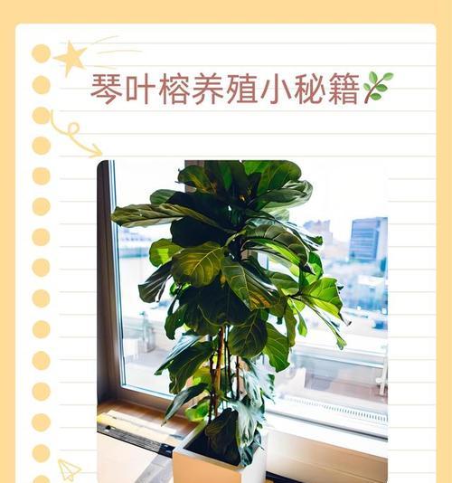 琴叶榕的浇水养护技巧（多久浇一次水？如何正确浇水？）
