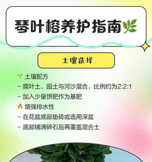 琴叶榕的浇水养护技巧（多久浇一次水？如何正确浇水？）