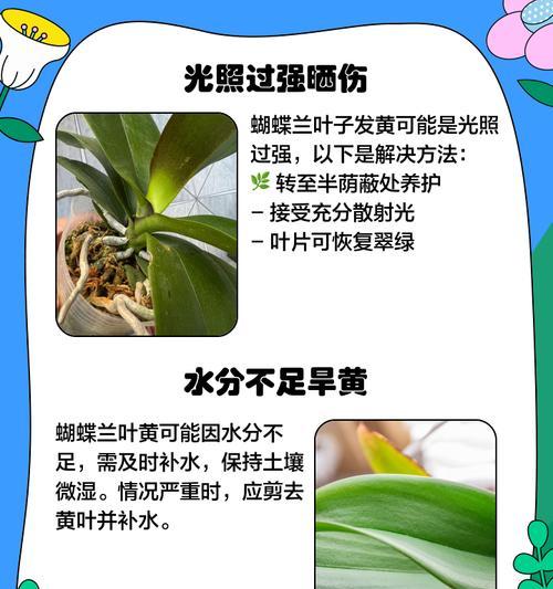 解决白兰花叶子发黄的实用技巧（如何恢复白兰花健康的绿色）