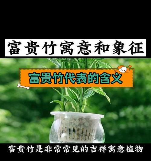 丰收富贵竹——象征风水的瑞兽之王（祥瑞多福，象征财富的幸运植物）