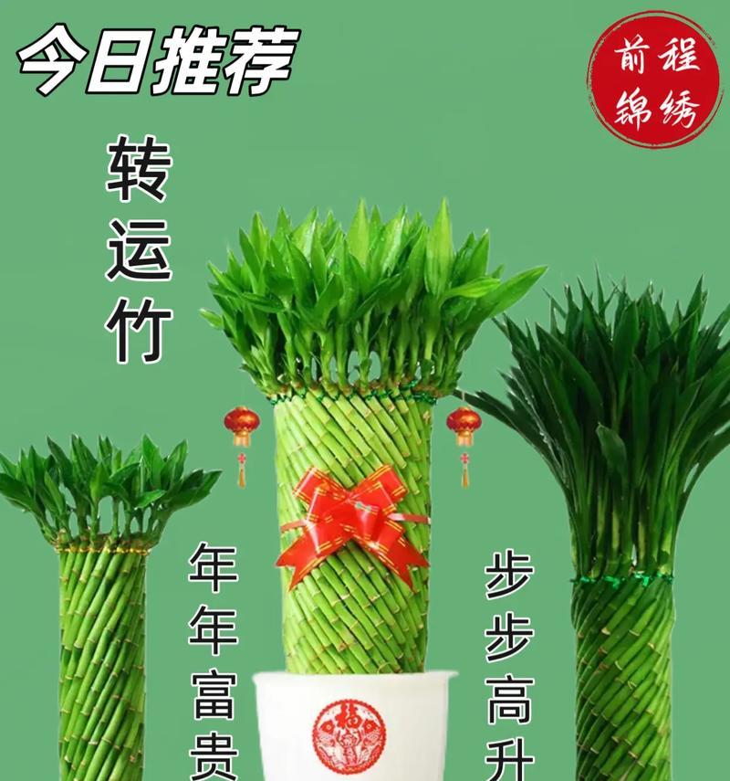 丰收富贵竹——象征风水的瑞兽之王（祥瑞多福，象征财富的幸运植物）