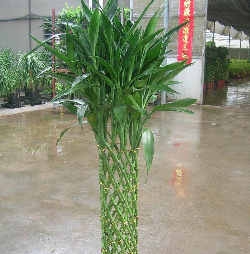 丰收富贵竹——象征风水的瑞兽之王（祥瑞多福，象征财富的幸运植物）