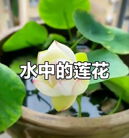 家里为什么不能养荷花？（养荷花的危害与风险）
