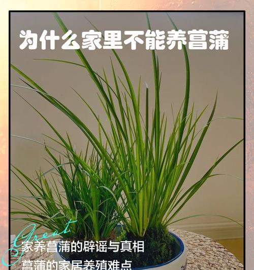 家里为什么不能养荷花？（养荷花的危害与风险）