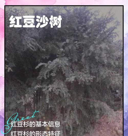 红豆杉树的开花结果