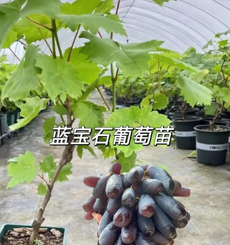 盆栽葡萄的盆选型指南（如何选择适合盆栽葡萄的大小和材质）