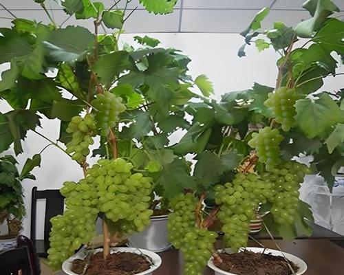 盆栽葡萄的盆选型指南（如何选择适合盆栽葡萄的大小和材质）