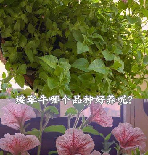 矮牵牛的冬季种植和养护技巧（让你的矮牵牛健康过冬，为明年的花季做准备）