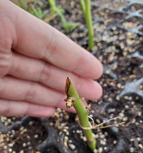 如何利用扦插繁殖冰菜（掌握这些技巧让你轻松繁殖）