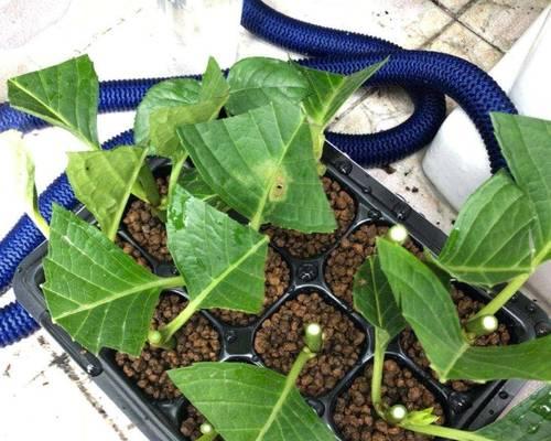 如何利用扦插繁殖冰菜（掌握这些技巧让你轻松繁殖）