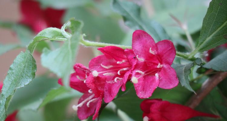 红色花卉盛开——赏花指南（欣赏红色花卉的美妙之旅）