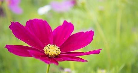 红色花卉盛开——赏花指南（欣赏红色花卉的美妙之旅）