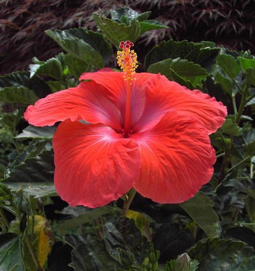 红色花卉盛开——赏花指南（欣赏红色花卉的美妙之旅）