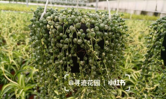 多肉佛珠养殖方法详解（珠子会变大，打造靓丽佛珠花园）