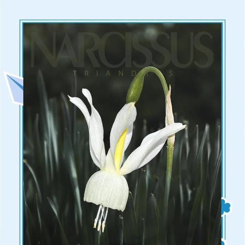 探秘神奇的芥菜（了解芥菜的起源、分类、营养价值和应用）