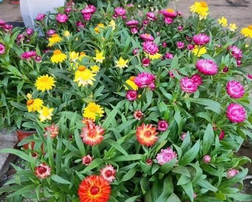 庭院种菊花，有何好处？（探究菊花在家庭庭院中的价值与作用）
