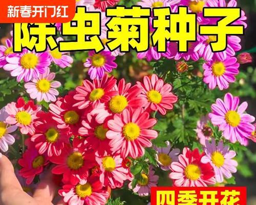 庭院种菊花，有何好处？（探究菊花在家庭庭院中的价值与作用）