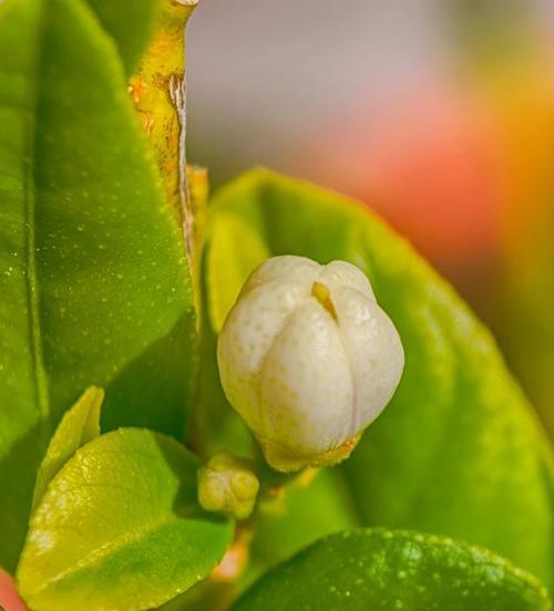 柠檬开花结果的时间与方法（掌握柠檬开花结果的窍门，享受丰收的乐趣）
