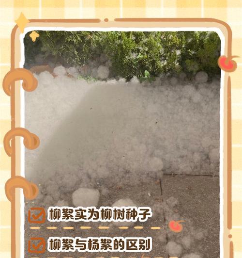 揭开柳树花真面目——不是完全花！