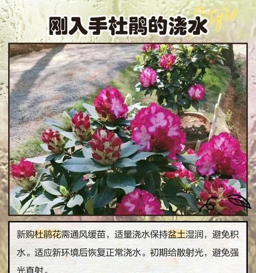 白醋兑水浇杜鹃花的正确方法（养护杜鹃花不再难，这种方法让你的花园更美丽）