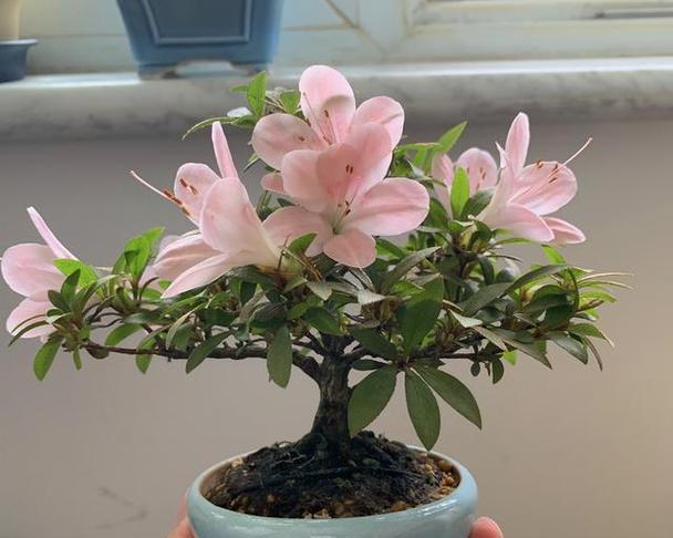 白醋兑水浇杜鹃花的正确方法（养护杜鹃花不再难，这种方法让你的花园更美丽）