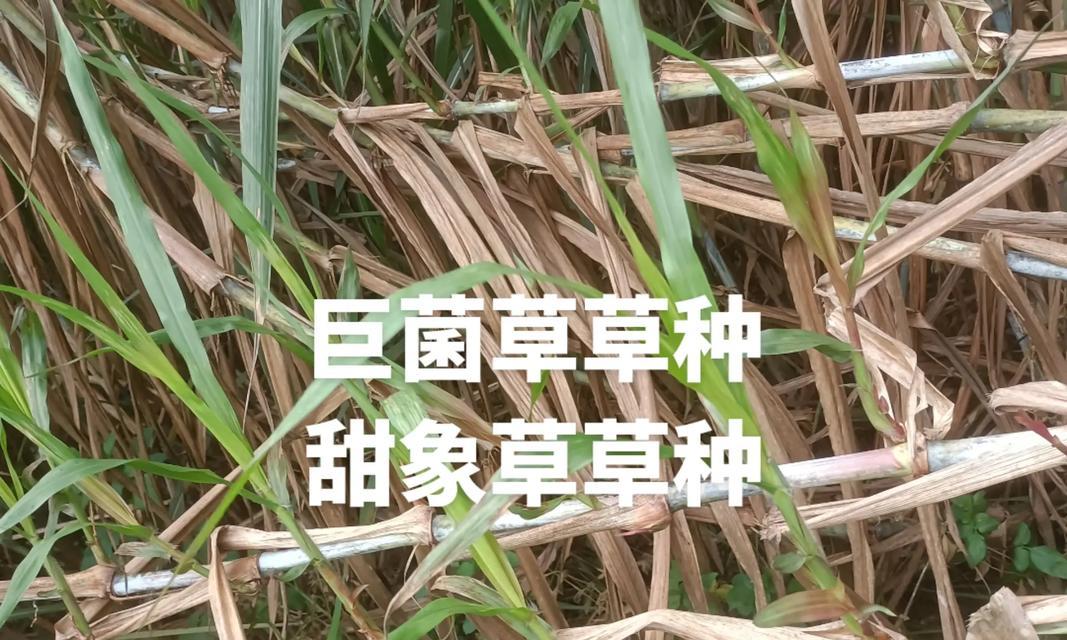 巨菌草的生长和繁殖（探索巨菌草的种子以及如何进行繁殖）