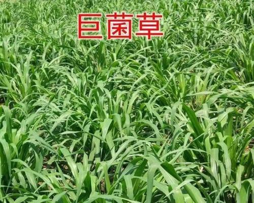 巨菌草的生长和繁殖（探索巨菌草的种子以及如何进行繁殖）